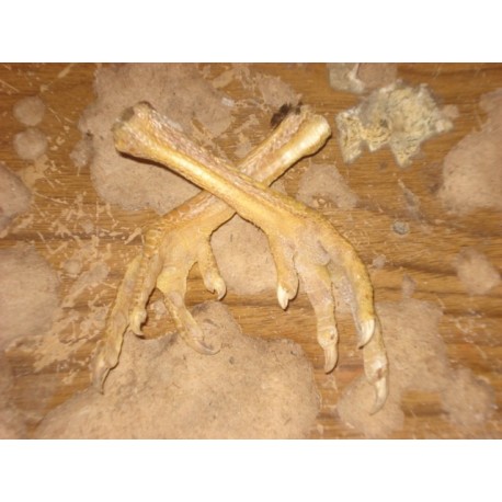 Real Voodoo Chicken's Foot