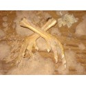 Real Voodoo Chicken's Foot